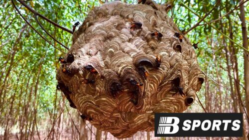 Luận giải con ong số mấy trong mơ để tăng tỷ lệ trúng?