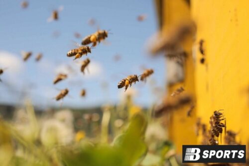 Bị chích bởi con ong số mấy, con gì dễ trúng?